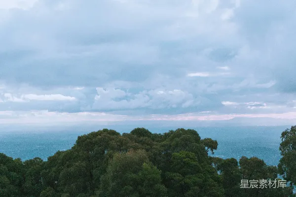 高清摄影 海边的日间树木