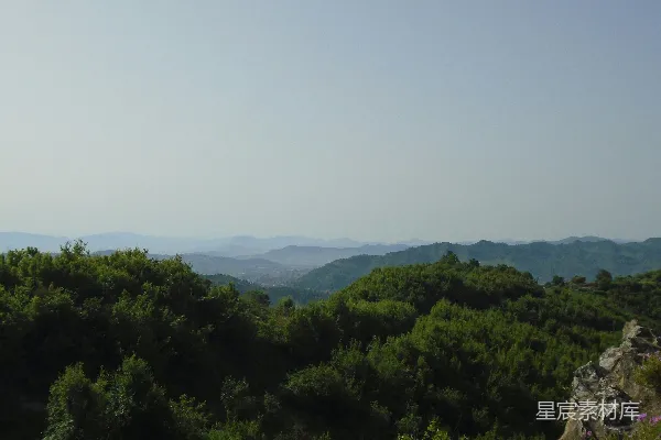 高清摄影 绿树