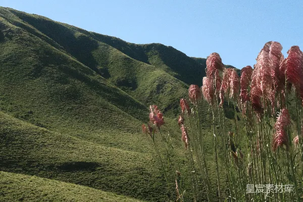 高清摄影 前景中有粉红色开花植物的草坡小丘