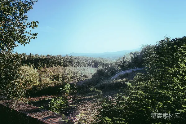 高清摄影 一幅葱郁森林的美景