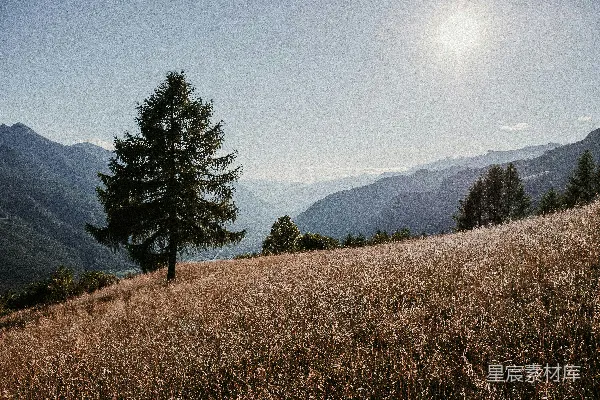 高清摄影 白天绿色的松树在褐色草地上