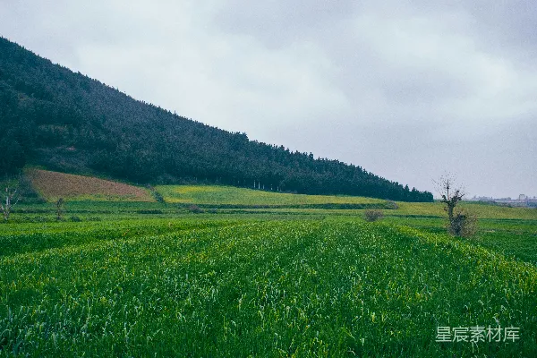 高清摄影 背景中有树木的绿草地