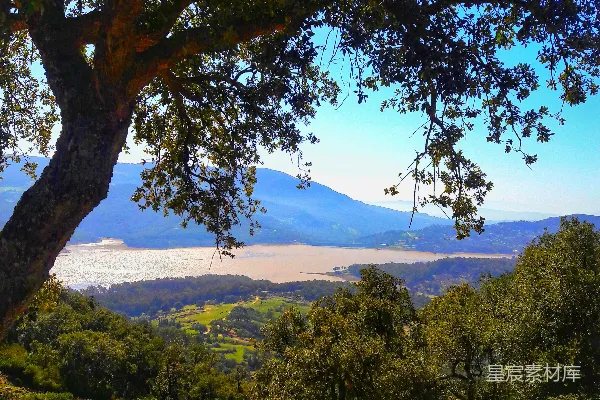 高清摄影 背景中有山的一棵树