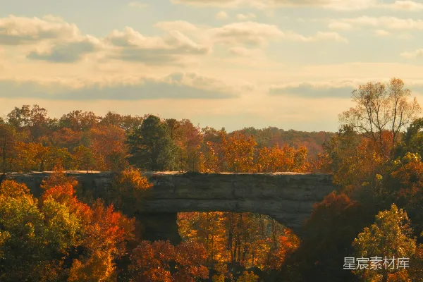 高清摄影 森林里有许多树的一座桥