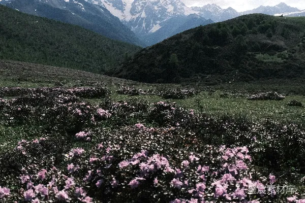 高清摄影 紫色花田远处是白雪覆盖的山峦。