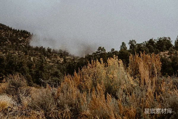 高清摄影 一座被雾笼罩的山峰，前景中有树木。