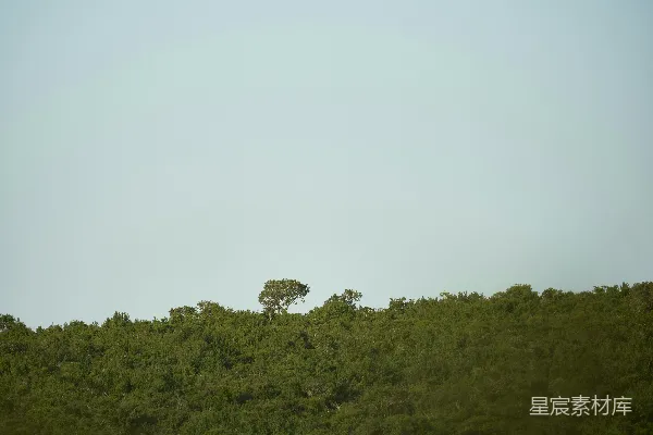 高清摄影 一棵孤树矗立在绿色的山坡灌木丛中。