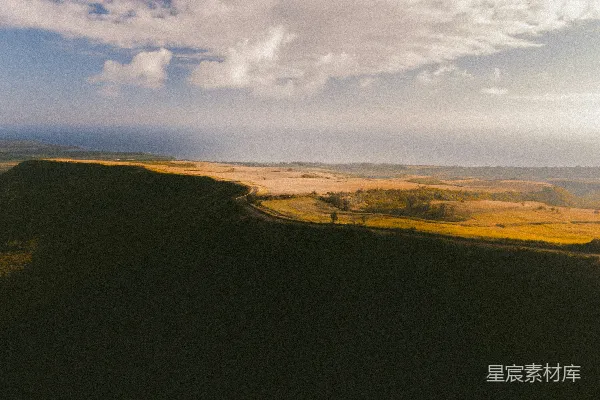 高清摄影 白天的近处高树与金黄色草地构成的风景照片