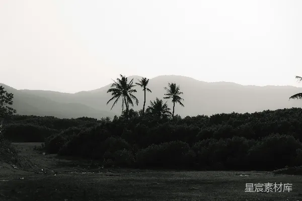 高清摄影 黄昏时分，棕榈树在模糊的山峦间形成剪影。