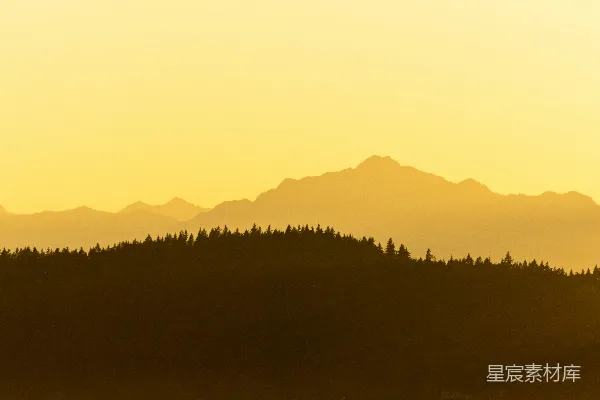 高清摄影 夕阳下的树影轮廓