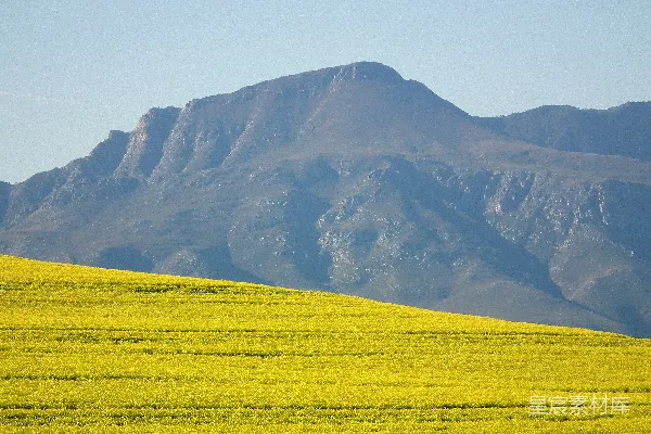高清摄影 前方一片黄色的田野在大山面前