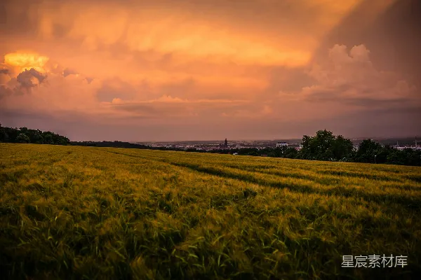 高清摄影 夕阳下的绿草地
