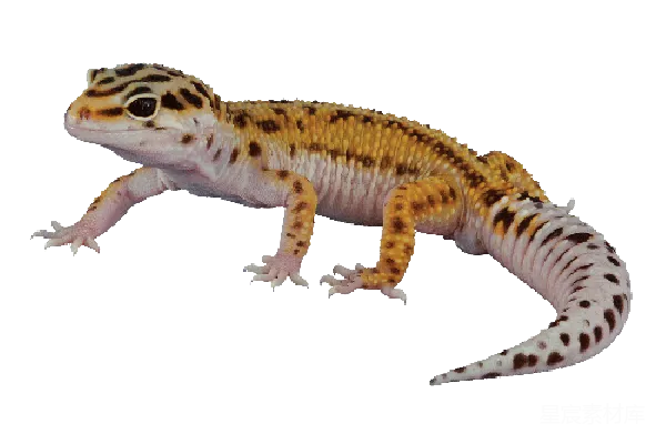 元素素材 Gecko