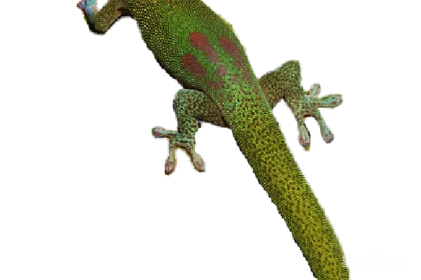 元素素材 Gecko