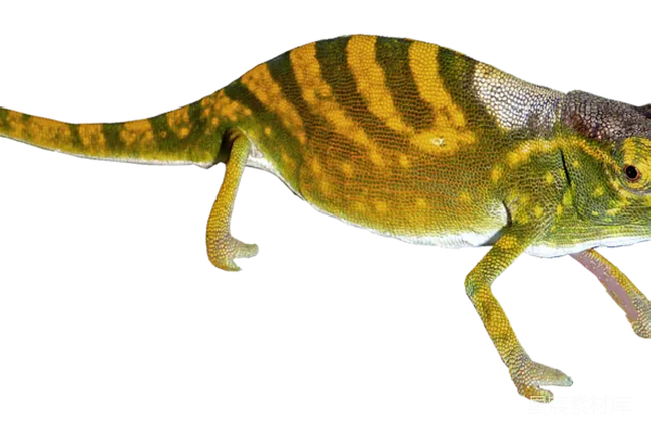 元素素材 Gecko