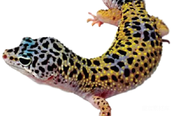 元素素材 Gecko
