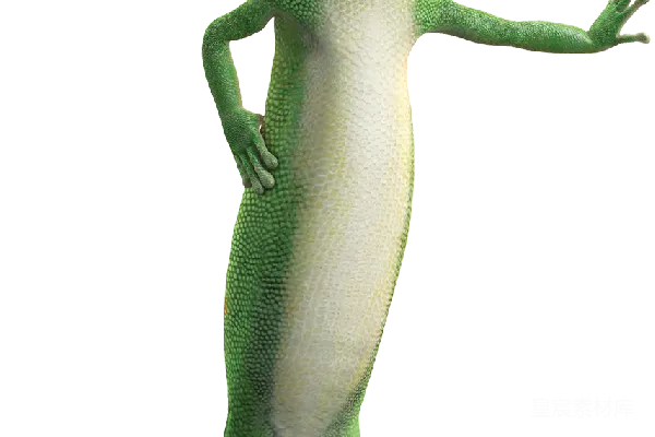 元素素材 Gecko