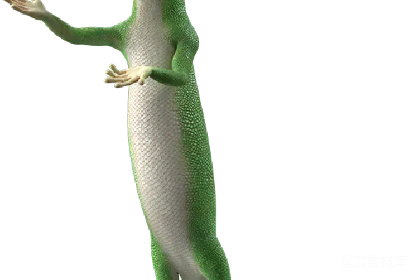 元素素材 Gecko
