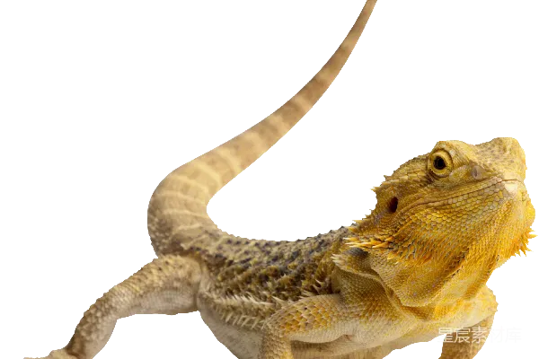 元素素材 Gecko