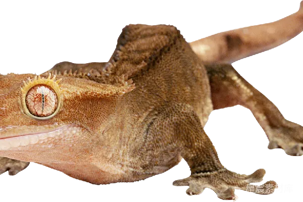 元素素材 Gecko