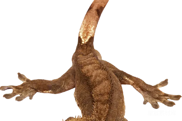 元素素材 Gecko