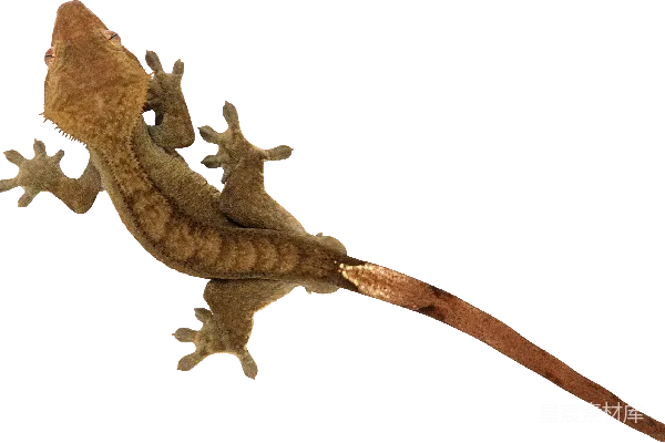 元素素材 Gecko