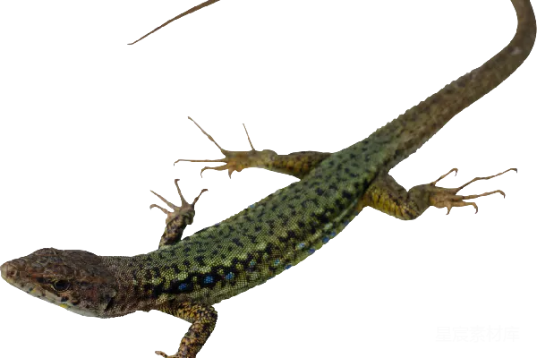 元素素材 Gecko