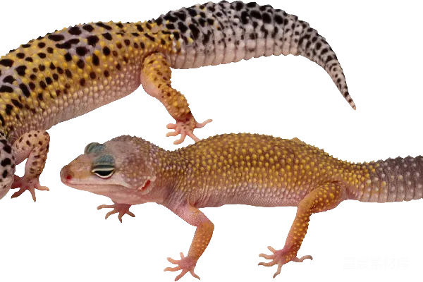元素素材 Gecko
