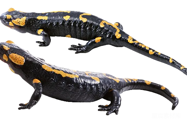 元素素材 Gecko