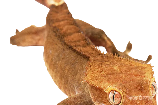 元素素材 Gecko