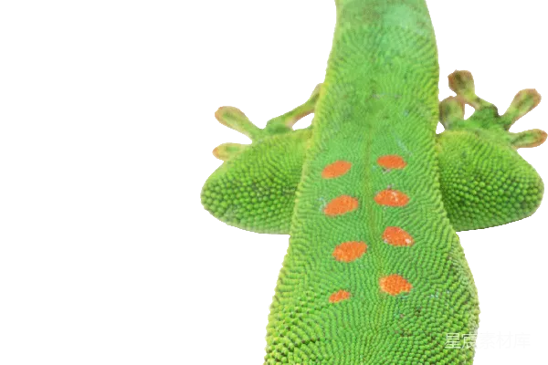 元素素材 Gecko