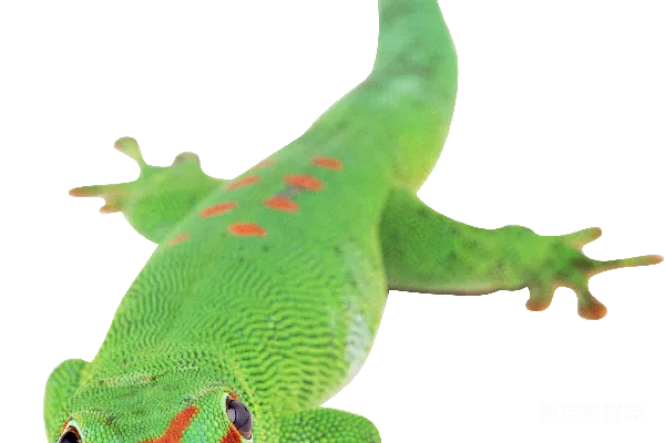 元素素材 Gecko