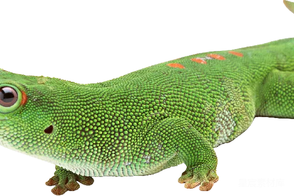 元素素材 Gecko