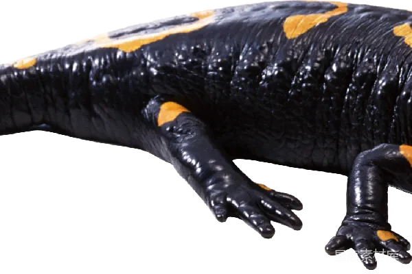 元素素材 Gecko