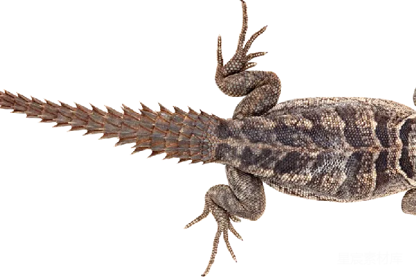 元素素材 Gecko