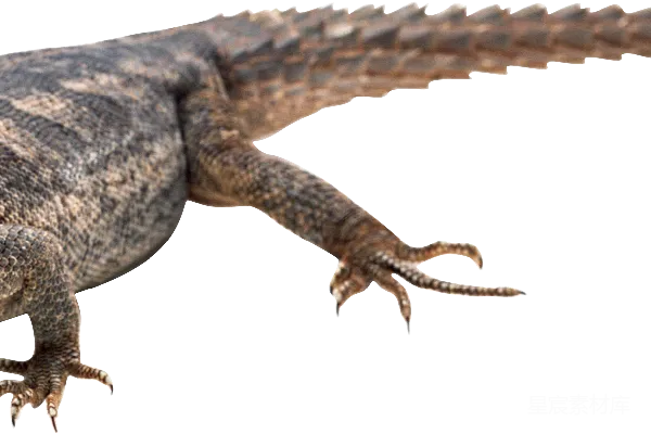元素素材 Gecko