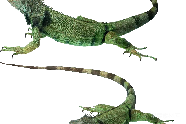 元素素材 Gecko