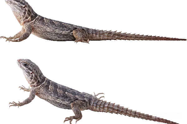 元素素材 Gecko