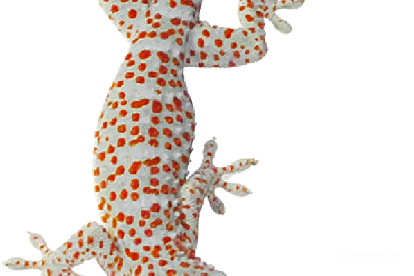 元素素材 Gecko
