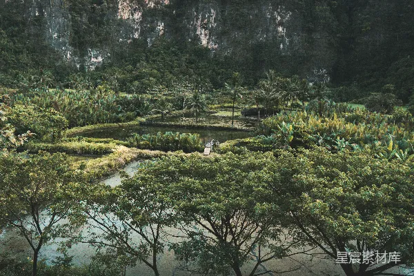 高清摄影 白天河边的绿树