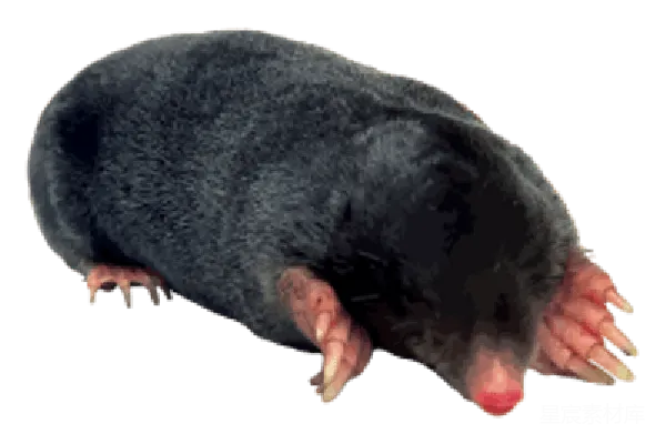 元素素材 鼹鼠