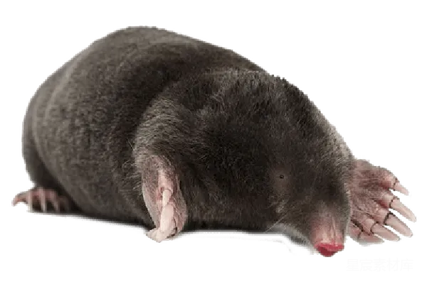 元素素材 鼹鼠