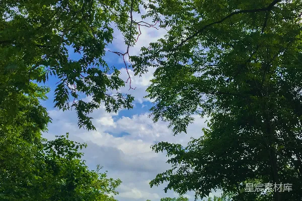 高清摄影 绿叶树