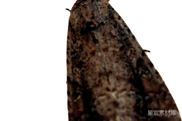 元素素材 蛾