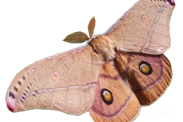 元素素材 PNG