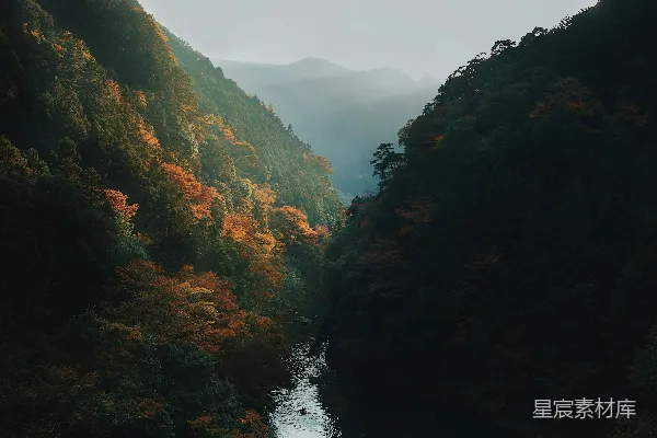 高清摄影 一条河流穿过一片翠绿的森林