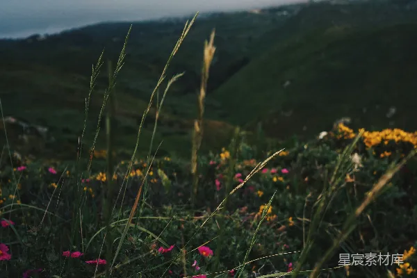 高清摄影 粉瓣花
