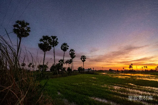 高清摄影 夕阳下的绿草.fields