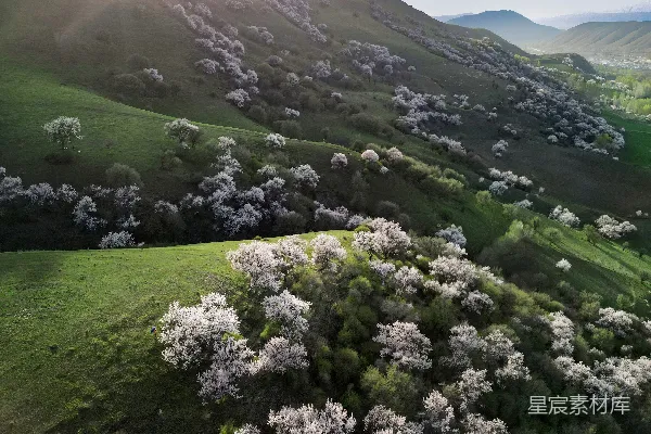 高清摄影 绿 hills 覆盖 白色 开花 树 在 阳光 下。