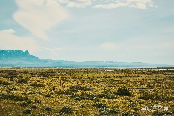 高清摄影 两只鹿在广阔的草地上 grazing 着，背景是连绵的山脉。